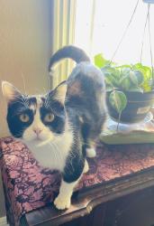 Lost Female Cat last seen Old Missouri Road , Springdale, AR 72764