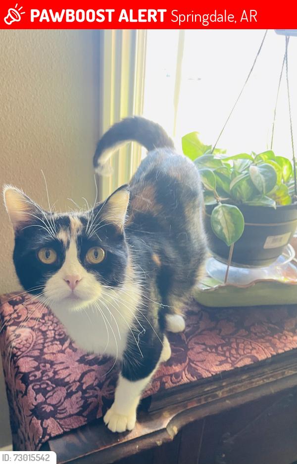 Lost Female Cat last seen Old Missouri Road , Springdale, AR 72764