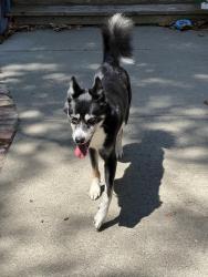 Found/Stray Male Dog last seen 36th and 1st Ave , Sacramento, CA 95817