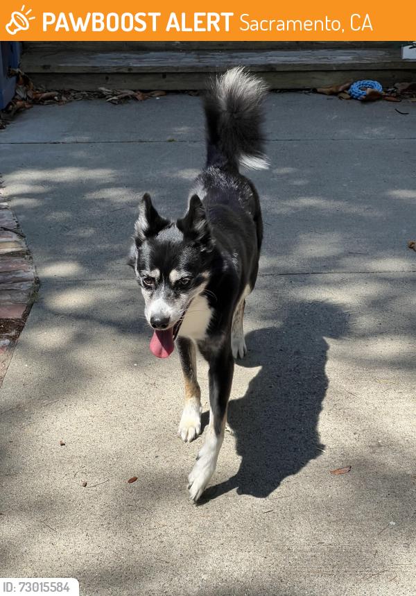 Found/Stray Male Dog last seen 36th and 1st Ave , Sacramento, CA 95817