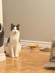Lost Male Cat last seen yonge and 16th, Richmond Hill, ON L4C