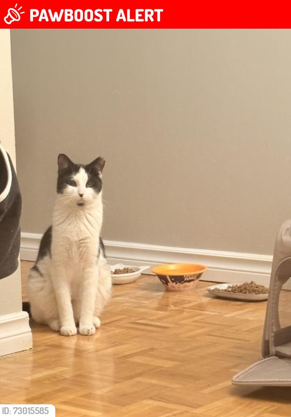 Lost Male Cat last seen yonge and 16th, Richmond Hill, ON L4C