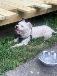 Reunited Male Dog last seen Andrew Jackson and Lebanon Pike , Nashville, TN 37076