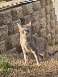 Reunited Female Cat last seen Pond rd, Duluth, GA 30096