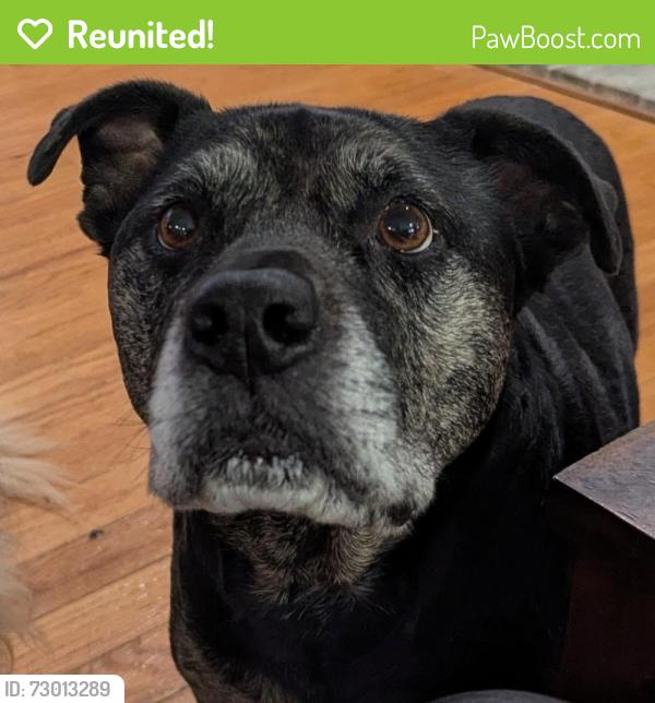 Reunited Female Dog last seen Johns Cabin Rd/Pine Cliff Rd, Wildwood, MO 63038