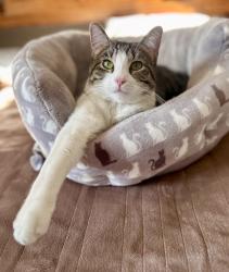 Lost Female Cat last seen S Elmira ct and Cornell, Denver, CO 80231