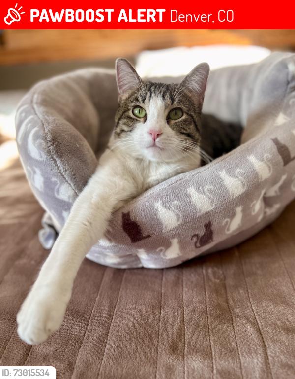 Lost Female Cat last seen S Elmira ct and Cornell, Denver, CO 80231