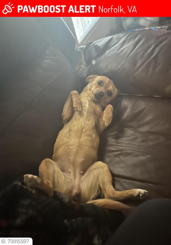 Lost Female Dog last seen adele cg, Norfolk, VA 23518