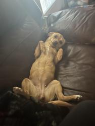 Lost Female Dog last seen adele cg, Norfolk, VA 23518