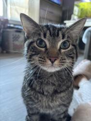 Reunited Male Cat last seen Pond rd, Duluth, GA 30096