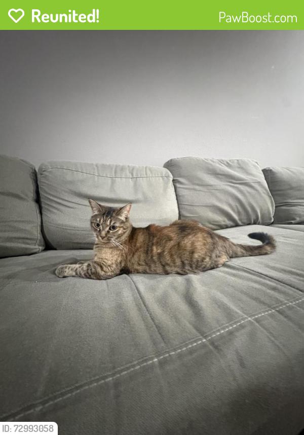 Reunited Female Cat last seen Near Newhope St Fountain Valley CA 92708 (Casino Night Rentals apmts), Fountain Valley, CA 92708