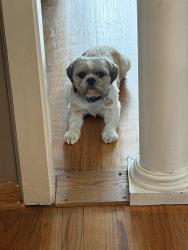 Lost Male Dog last seen 67th Marquette, Chicago, IL 60629