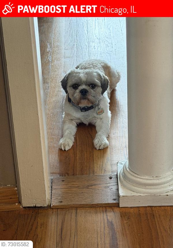 Lost Male Dog last seen 67th Marquette, Chicago, IL 60629