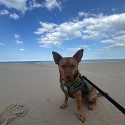 Reunited Male Dog last seen Penderbrook golf community in front of Fair Oaks Mall, Fairfax, VA 22033