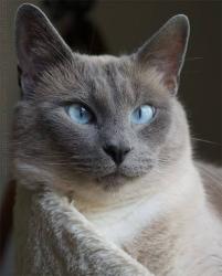 Reunited Male Cat last seen W Hollandale Dr. and Five mile, Boise, ID 83709