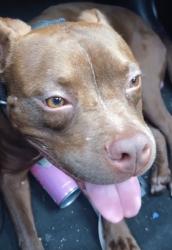 Lost Male Dog last seen Highway 249 and Fallbrook , Houston, TX 77040