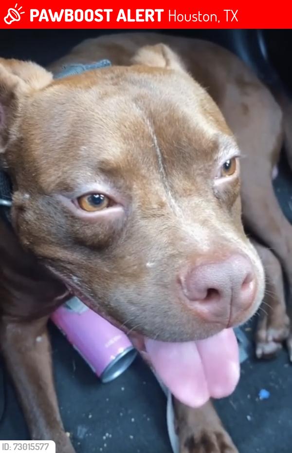 Lost Male Dog last seen Highway 249 and Fallbrook , Houston, TX 77040