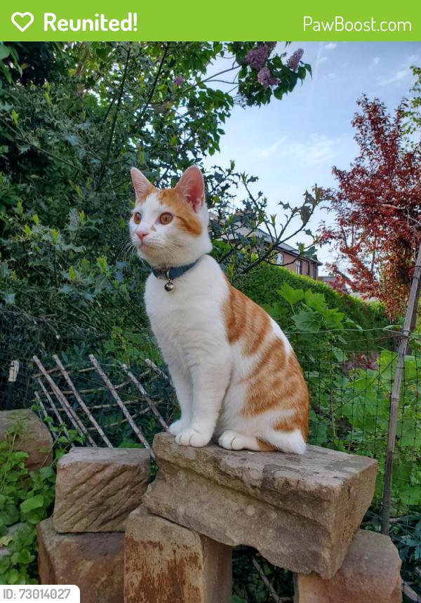 Reunited Male Cat last seen Rockley Road, South Yorkshire, England S6