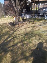 Lost Male Dog last seen Near west 4100 s, West Valley City, UT 84119