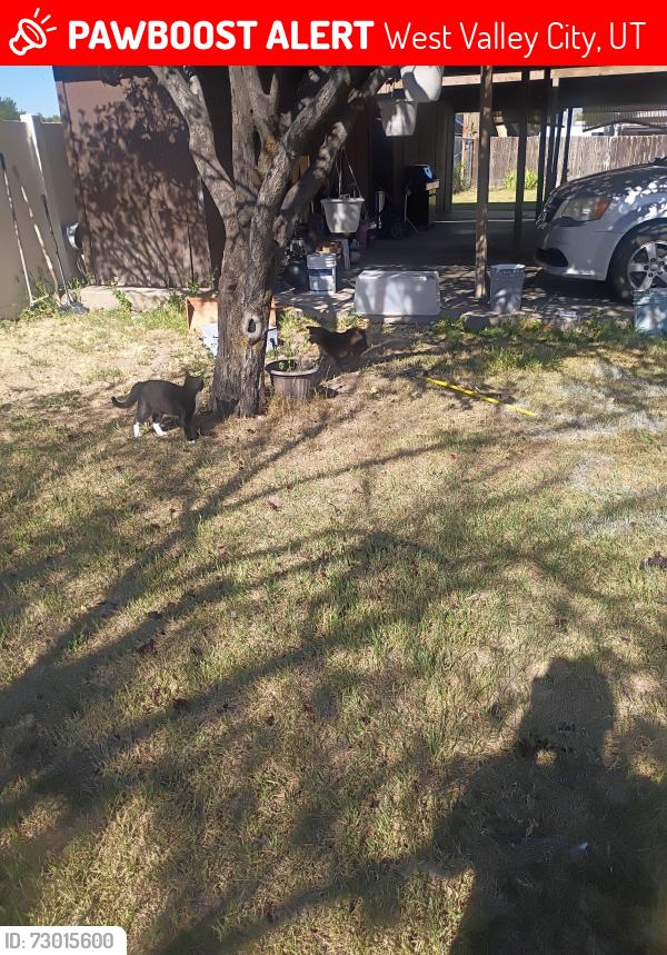 Lost Male Dog last seen Near west 4100 s, West Valley City, UT 84119