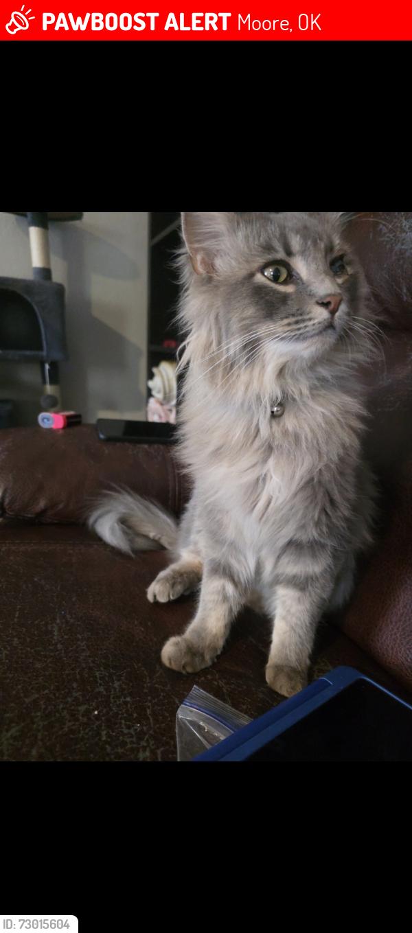 Lost Male Cat last seen NE 25th street, Moore, OK 73160