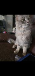 Lost Male Cat last seen NE 25th street, Moore, OK 73160