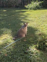 Lost Female Cat last seen Jay Ave. and W. Seven Stars Rd., Phoenixville, PA 19460