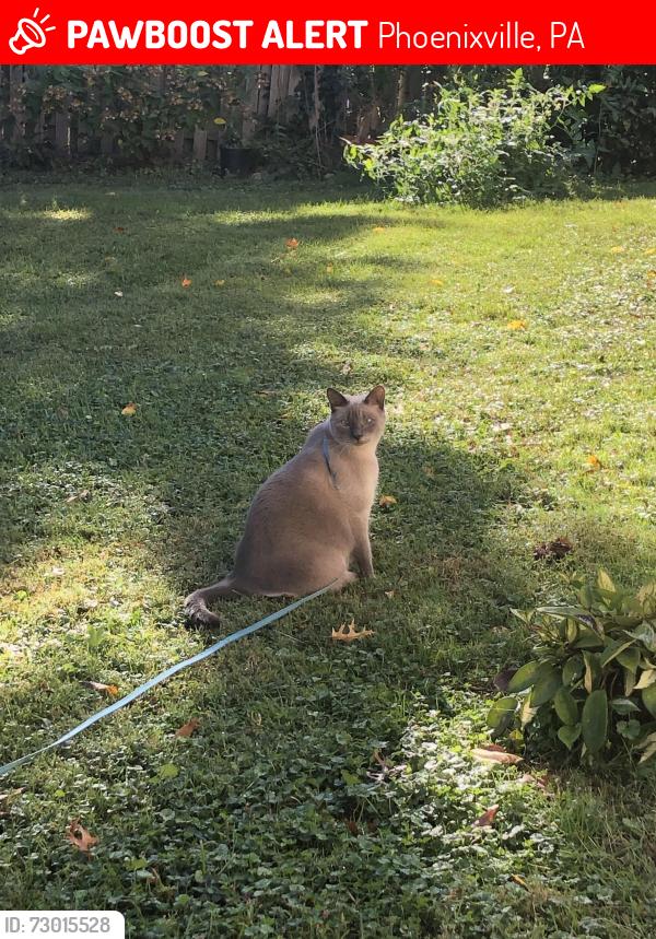 Lost Female Cat last seen Jay Ave. and W. Seven Stars Rd., Phoenixville, PA 19460