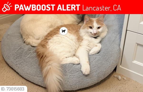 Lost Male Cat last seen Avenue k, Lancaster, CA 93536