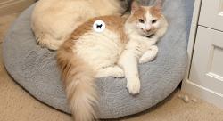 Lost Male Cat last seen Avenue k, Lancaster, CA 93536