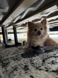 Reunited Male Dog last seen Captain’s Quarters , Norfolk, VA 23503