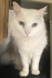 Reunited Female Cat last seen Bikepath near Barrel Cooper Ct neighborhoods, Reston, VA 20191
