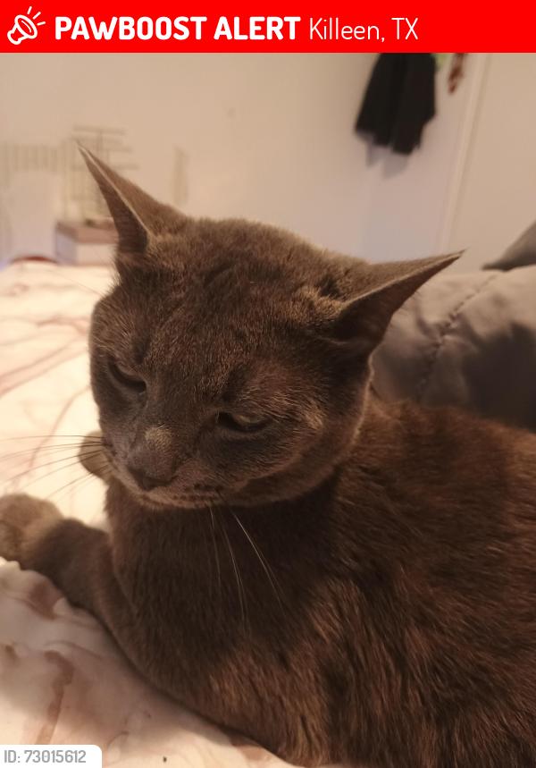 Lost Male Cat last seen TRAILAR , Killeen, TX 76542