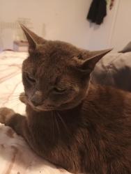 Lost Male Cat last seen TRAILAR, Killeen, TX 76542