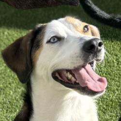 Reunited Male Dog last seen N Independence & NW 50th St, Oklahoma City, OK 73112