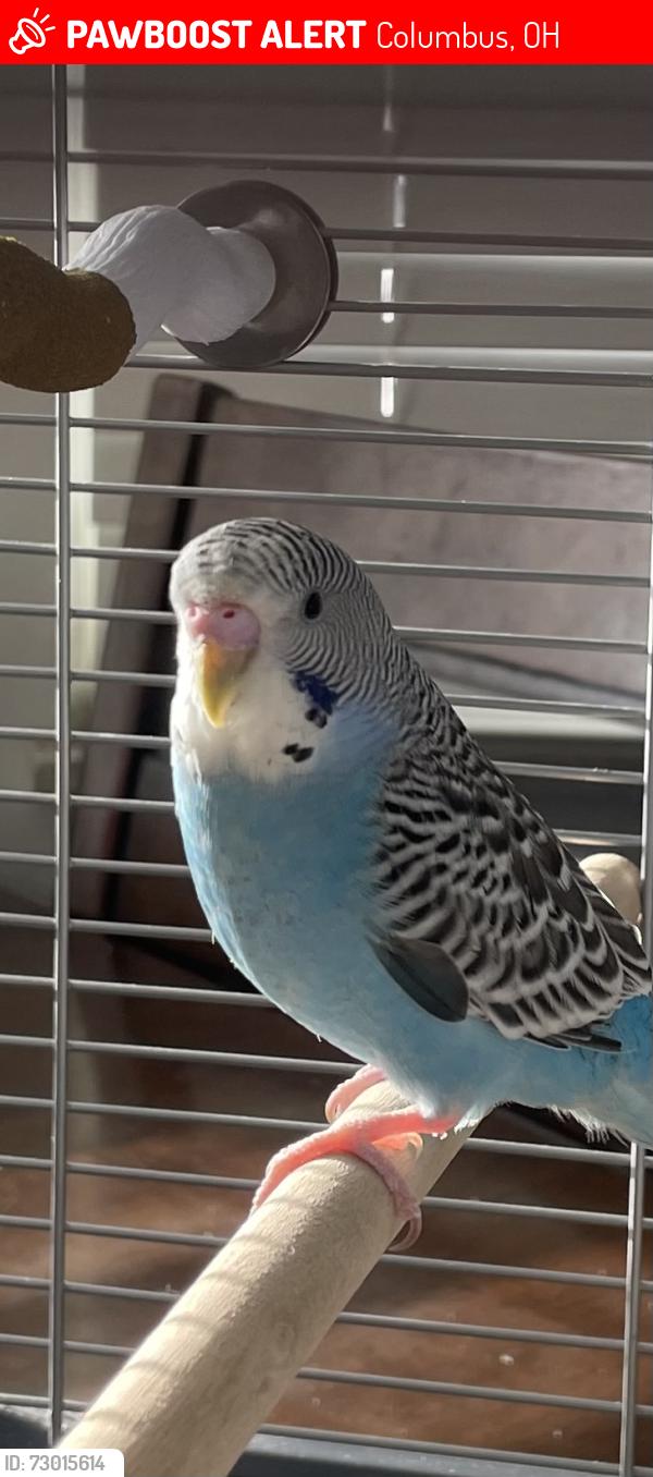 Lost Male Bird last seen Hibernia apmts , Columbus, OH 43232