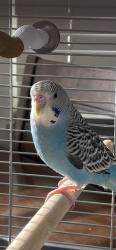 Lost Male Bird last seen Hibernia apmts , Columbus, OH 43232