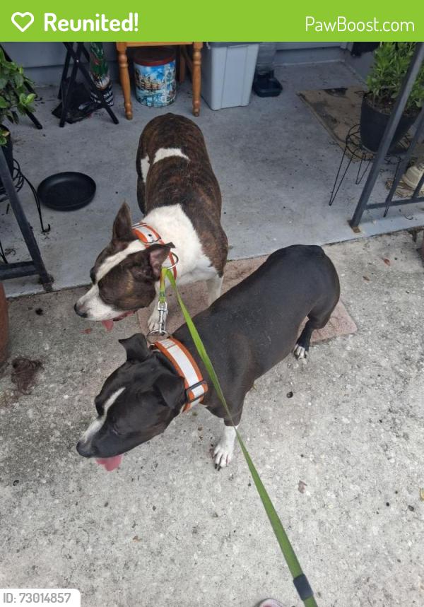 Reunited Unknown Dog last seen found near east main street near lucky food mart, Lakeland, FL 33801