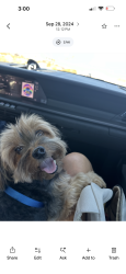 Lost Male Dog last seen Vail Ranch middle school, Temecula, CA 92592
