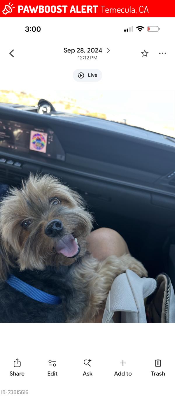 Lost Male Dog last seen Vail Ranch middle school, Temecula, CA 92592