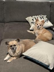 Reunited Male Dog last seen 9th view street , Norfolk, VA 23503