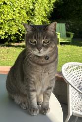 Lost Female Cat last seen Federal and Stanwood, Los Angeles, CA 90064