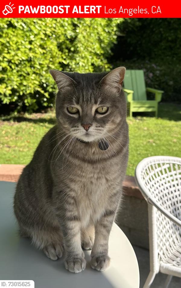 Lost Female Cat last seen Federal and Stanwood, Los Angeles, CA 90064