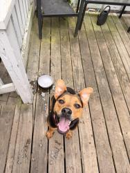 Found/Stray Female Dog last seen Bahama loop, offing drive, Fayetteville, NC 28314