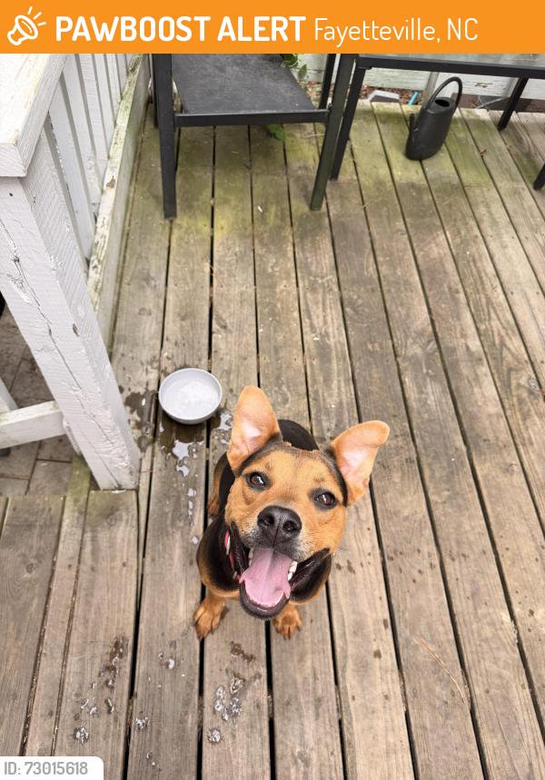 Found/Stray Female Dog last seen Bahama loop, offing drive, Fayetteville, NC 28314