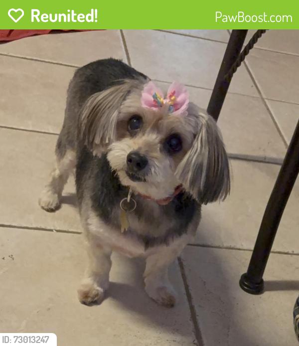 Reunited Female Dog last seen Ridgemont Dr, Allen, TX 75002, USA, Allen, TX 75002