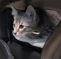 Shelter Stray Male Cat last seen MACARTHUR ST & DOOLITTLE ST, 2127 Front St, Sacramento, CA 95818, USA