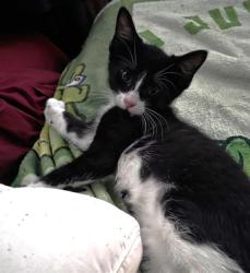 Shelter Stray Male Cat last seen MACARTHUR ST & DOOLITTLE ST, 2127 Front St, Sacramento, CA 95818, USA