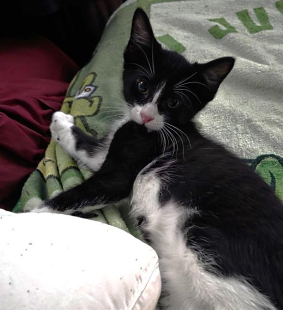 Shelter Stray Male Cat last seen MACARTHUR ST & DOOLITTLE ST, 2127 Front St, Sacramento, CA 95818, USA