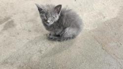 Shelter Stray Female Cat last seen Near BLOCK SARATOGA ST, DETROIT, MI 48205, 7401 Chrysler Dr, Detroit, MI 48211, USA